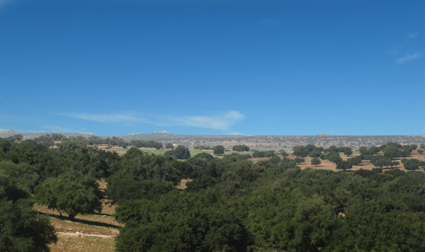 Argan Bioreserve in Essaouria, Morocco